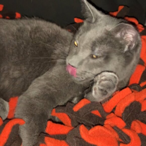 CLE Browns Colors "keep me safe and warm" fleece boa bed for cats and/or dogs - Picture 3 of 9